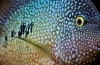 Diamantový cichlazóm - ryba s exotickými farbami a správaním