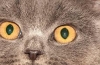 Britská krátkosrstá mačka: zvyky, popis a vlastnosti plemena a veľa fotografií