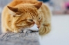 Bronchitída u mačiek: príznaky a liečba