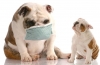 Bronchitída u psov: príznaky a liečba