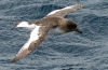 Petrels (procellariidae)