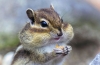 Chipmunkovia