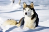 Rýchle a atletické psy od domácich chovateľov - všetko o sibírskych husky