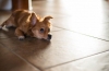 Časté močenie u psa: príčiny a prostriedky na chúlostivý problém