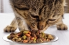 Ako sa jedlo pre kastrované mačky líši od bežného?
