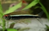Čierny neón (hyphessobrycon herbertaxelrodi)