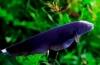 Čierny nôž alebo čierny princ je akváriová ryba?