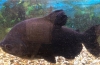 Black pacu (colossoma macropomum)