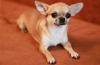 Chihuahua: vlastnosti plemena