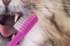 Zuby mačke čistíme doma: tipy, ako a ako správne čistiť
