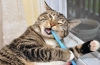 Čistenie zubov mačky