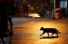 Čierna mačka prešla cez cestu: aké znamenie vysiela, čo robiť a ako sa vyhnúť negativite