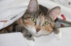 Čo je popôrodná eklampsia u mačiek a ako sa s ňou vysporiadať