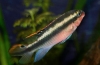 Papagáje cichlidy (pelvicachromis pulcher)