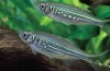 Danio malabar