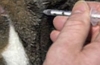 Injekciu podávame mačke intramuskulárne doma: video ako správne podať injekciu