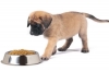 Diétne krmivo pre psov s alergiami: ako kŕmiť vášho domáceho maznáčika?