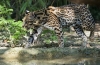 Divoká mačka-leopard ocelot - biotop, druh, rozmnožovanie, výživa, možnosť domestikácie