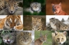 Divoké mačky: druhy zvierat, vlastnosti a životný štýl
