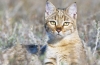 Divoké stepné mačky - životný štýl, charakter, možnosť domestikácie