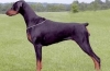 Doberman pinč