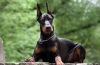 Doberman: popis plemena