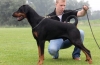 Doberman s nekupírovanými ušami: klady a zápory