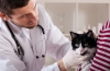 Doxycyklín pre mačky: návod na použitie
