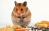 Domáce škrečky: čo jedia domáce zvieratá?