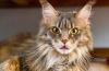 Domáci lynx: plemená mačiek so strapcami na ušiach