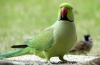 Domáci náhrdelník papagája: zložitosť starostlivosti a údržby