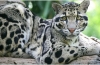 Leopard oblačný, popis, rozsah, jedlo, nepriatelia