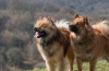 Eurasier: popis plemena, poradenstvo pri výbere a starostlivosti