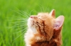Fúzy a prečo ich mačky potrebujú