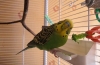Gamavit pre papagáje - ťažkosti a nebezpečenstvá používania
