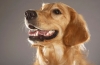 Gastritída u psa: príznaky, liečba