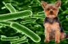 Gastroenteritída u psov: príznaky a liečba