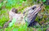 Tuatara alebo tuatara