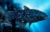 Kde žije coelacanth - starodávna ryba s krížovými plutvami