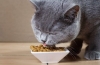 Aké jedlo kŕmiť britskú mačku