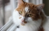 Hepatitída mačiek: príznaky a liečba