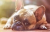 Hepatitída u psov: príznaky a liečba