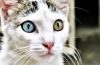 Heterochromia alebo prečo majú mačky rôzne oči