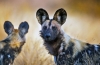 Hyena alebo hyena pes