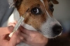 Hypertermia alebo horúčka u psov: príznaky, meranie teploty, pomoc domácemu miláčikovi