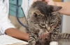Hypertyreóza u mačiek: príznaky a liečba