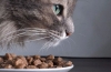 Hypoalergénne krmivo pre mačky: recenzie a recenzie obľúbeného suchého krmiva, ako aj všetko o potravinových alergiách u mačiek