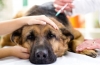Hypotyreóza u psov: príznaky a liečba