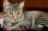 Červy u mačky: príznaky prítomnosti a metódy účinnej liečby