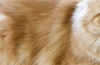 Glomerulonefritída u mačiek: príčiny, symptómy a liečba